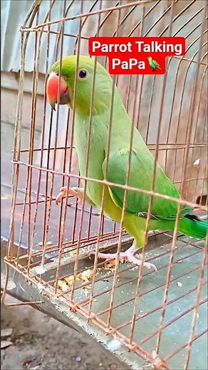 Parrot Sound 🦜 #parrots_life #Parrot_Sound #Parrot_Calling_PaPa #Parrot_PPa