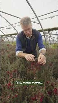 To enter the contest: visit Instagram @pépinièresgrandiflora #adventcalendar