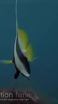 11 HOURS Stunning 4K Underwater footage Music ｜ Nature Relaxation™ Rare & Colorful Sea Life Video-005 Part 646