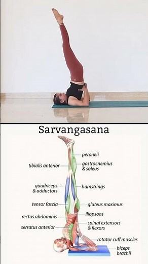 How to Do Sarvangasana (Shoulderstand) | Anatomy, Benefits & Safe Alignment