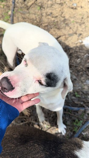 Cục cưng của tui quậy quá quậy rồi #dogs #anniesgarden #mylife