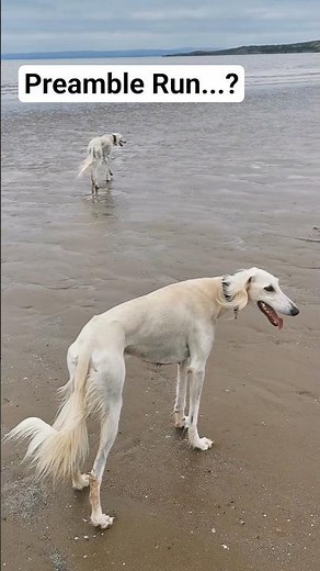Early Morning Beach Running #saluki #sighthound #dogsofinstagram #dogsoftiktok #beachvibes