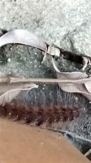 Life of caterpillar. Caterpillars a part of life cycle butterfly. #caterpillar, #insects, #nature