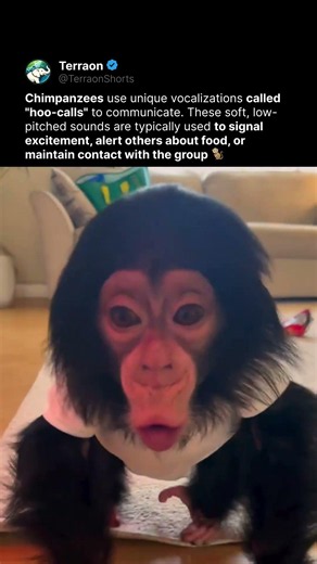 This Baby Chimp Has So Much to Say 😂