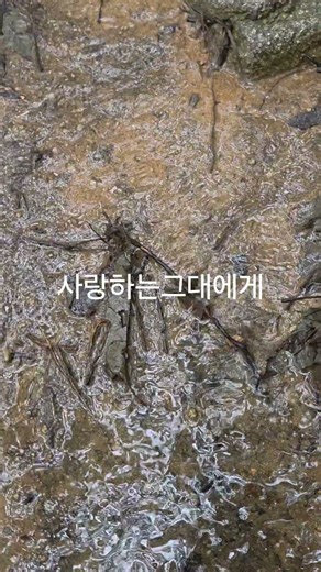 #사랑하는그대에게#유심초#가요#노래#음악#가수#세종시