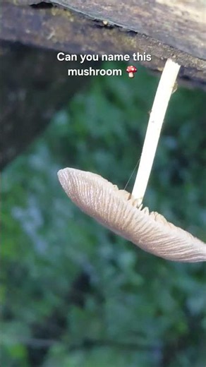 What kind of mushroom is this?#mycology