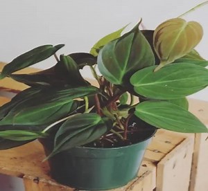 15 Popular Vine With Heart-shaped Leaves (! With Pictures)