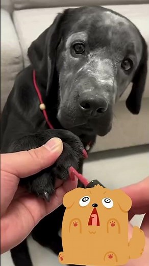 Ultimate Cute Dog Fart Compilation — Multiple Pups, Maximum Laughs! 😂🐶💨