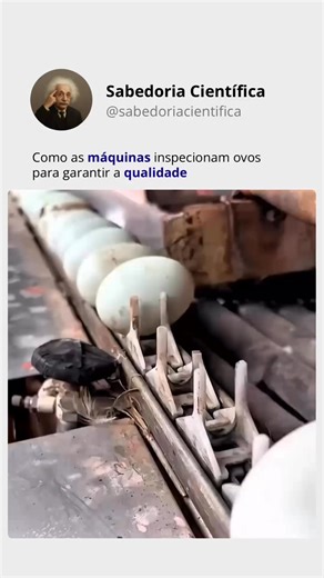 Ciência & Curiosidades | Máquinas de inspeção de ovos utilizam sensores ópticos, luz intensa e sistemas automatizados para avaliar a qualidade interna e externa de... | Instagram