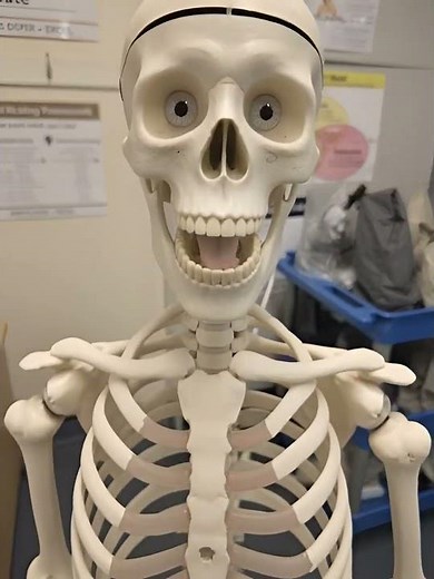 67 SCIENCE - THE SKELETON! #education #67Trend #shorts