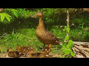 9 Wonderful Baby Mallard Ducks with Mom / Birds Nature Adventure - 4K ULTRA HD