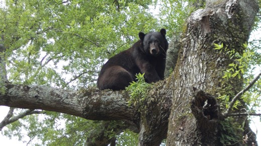 'The Light Switch,' Episode 35: Bear in mind • Louisiana Illuminator