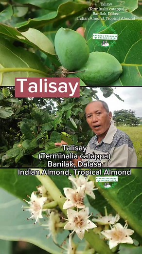 1.6M views · 10K reactions | Talisay (Terminalia catappa) Banilak, Dalasa Indian Almond, Tropical Almond #naturalwellnessnipastorvitto #health #healthtips #fypシ゚ #healthylifestyle #naturalremedy #herbal #plant #Talisay | Natural Wellness ni Pastor Vitto | Facebook