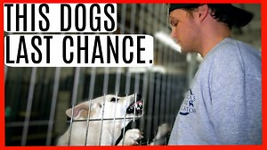 27K views · 1.8K reactions | NOT A JOKE! This aggressive german shepherd has severe resource guarding behavioral problems. Professional dog trainer Tom Davis walks you through the entire dog training process and how to work with an aggressive dog. | Tom Davis Dog Training | Facebook