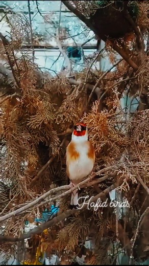 Hafid Birds | Goldfinch | Instagram