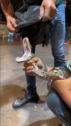 बिना ज़हर के भी पाइथन कैसे मार देता है शिकार? #Python #SnakeFacts #WildlifeFacts #AnimalSecrets