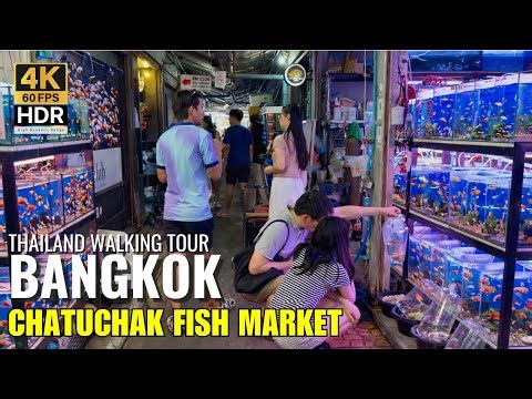 🐠 Inside Asia’s Aquatic Paradise! Chatuchak Aquarium Fish Market Bangkok [4K HDR]
