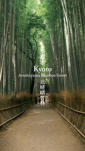 Visite de Kyoto - Visite des forêts de bamboo. Arashiyama et Adashino Nenbutsuji Temple #kyoto #japan #arashiyama #bamboo #bambooforest #zen #temple