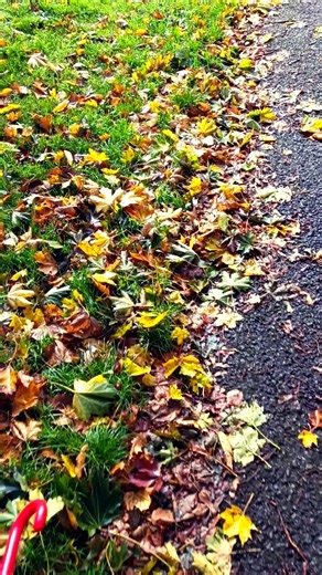 Autumn Walk ASMR 🍂 | Relaxing Leaf Crunch Sounds on a Peaceful Path