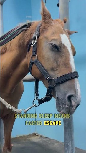 How Do Horses Sleep Standing Up? 🐴 The Secret Muscle Lock! #shortvideo #animals #horse