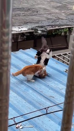 Epic Catfights Compilation - Funny and Feisty Felines