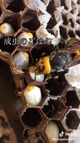 蜂の子と成虫の食事の秘訣