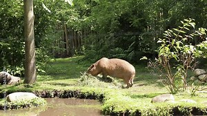 Capybara eats food in an open-air cage in a zoo, view through a lattice