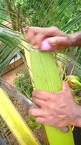 Perfect Cut ⧸Coconut Toddy Making Process | Jason E. Riley