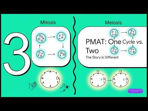 Cell Division: Mitosis vs Meiosis Animated | Biology Class 11