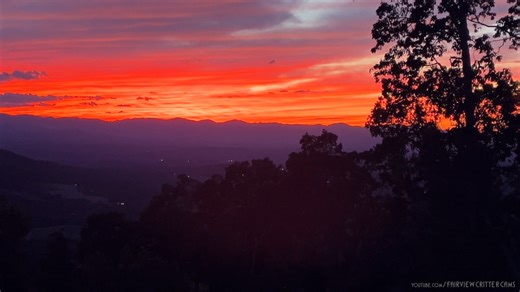 4K views · 160 reactions | AUDIO on! 黎 SCREECH OWL SUNSET 殺 Sunset the other night was absolutely glorious. After I opened the window to snap a few photos of the brilliant colors, I heard this sweet screech owl singing to the dimming of the day, down below. I love how eerie and wraith-like a screech-owl's call be. (Not that I really know what a wraith sounds like, but I have a pretty good imagination.) | Fairview Critter Cams | Facebook