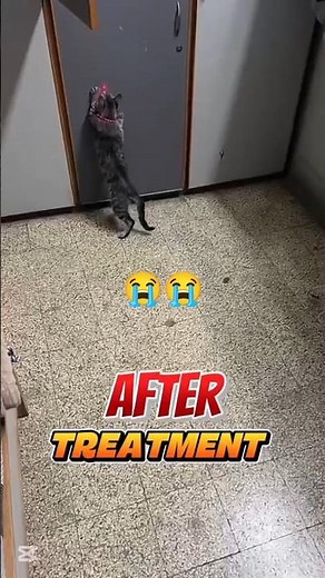 From Paralysed to Powerful 🐾✨ | Cat Spinal Injury Full Recovery | BEFORE ❤️ AFTER Wait Till The End!