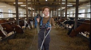 Medium full shot of young red-haired Caucasian female farmer or milkmaid walking through cattle barn, carrying milking machine, looking around to check on cows chewing hay in pens