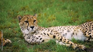 The cheetah head close-up view. Animal behavior