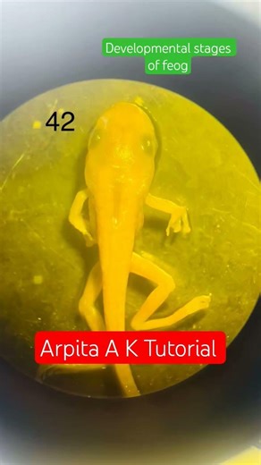 Frog Developmental stages #viral #biology #sciencefacts #trendingshorts #viralshorts #trend #youtube