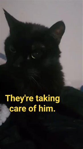 Cosmo Update #cat #cat #kitten #love #fyp