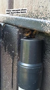 10K views · 151 reactions | Vacuuming some bees during a removal. #honeybee #beekeeping #abeja | Swarmstead Bees and Gardening | Facebook