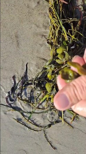 #Bladderwrack (Fucus vesiculosus) bladders contain #Fucoidan #skincare #algin #PhycologyFriday