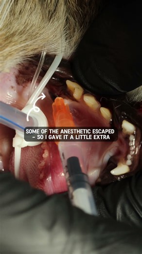 Inferior Alveolar Nerve Block in a Cat