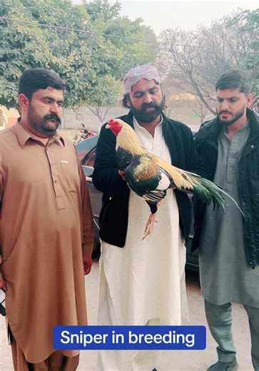 Understanding Sniper Breeding Techniques