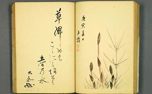 Haiku: Structure and Examples of Japanese Poetry