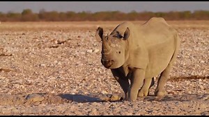 15K views · 1.9K reactions | We're so lucky to share our planet with such amazing wildlife - agree?  | WWF UK | Facebook