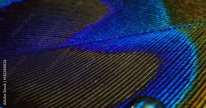 close up or macro of a colorful peacock feather with a drop resting on. The peacock feather full of colors and textures is elegant and decorated. Concept: color accuracy, colors of nature, rainbow.