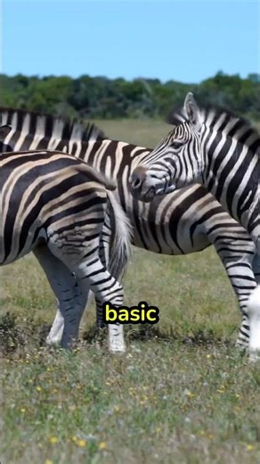 What you didn't know about zebra stripes. #curiosity #nature