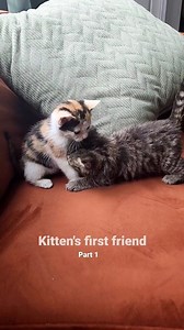 62K views · 2.7K reactions | Moose lost it 藍 he's tripping all over himself and is actually trying to inhale her! She was patient about it at first but has since put Moose in his place lol Naming announcement: ✨ We just gave a Moose a Muffin ✨ ~~~ Check out our new coloring book and other cat-inspired merch at abdulscats.com (link in bio)! #kittens #meetcute #cats ***Reposting older content to activate Content Protection | Abdul's Cats | Facebook