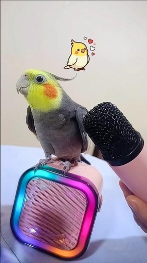 Smart Cockatiel Singing "Cookie Cookie": My Pet’s Incredible Song Training 🦜