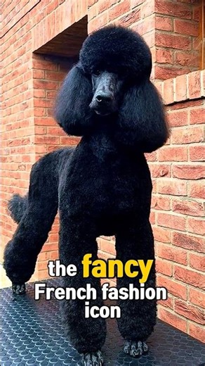 Why Poodles REALLY Have That Haircut.