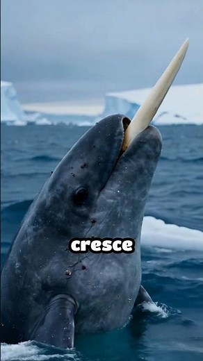 The secret of the narwhal that no one knows #wildlife #facts