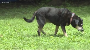 Family warns others after dog bitten by snake