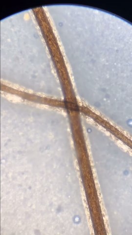 Exploring the Different Types of Microscopes and Their Uses