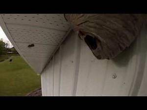 Gopro Rammed Into Wasp Nest!